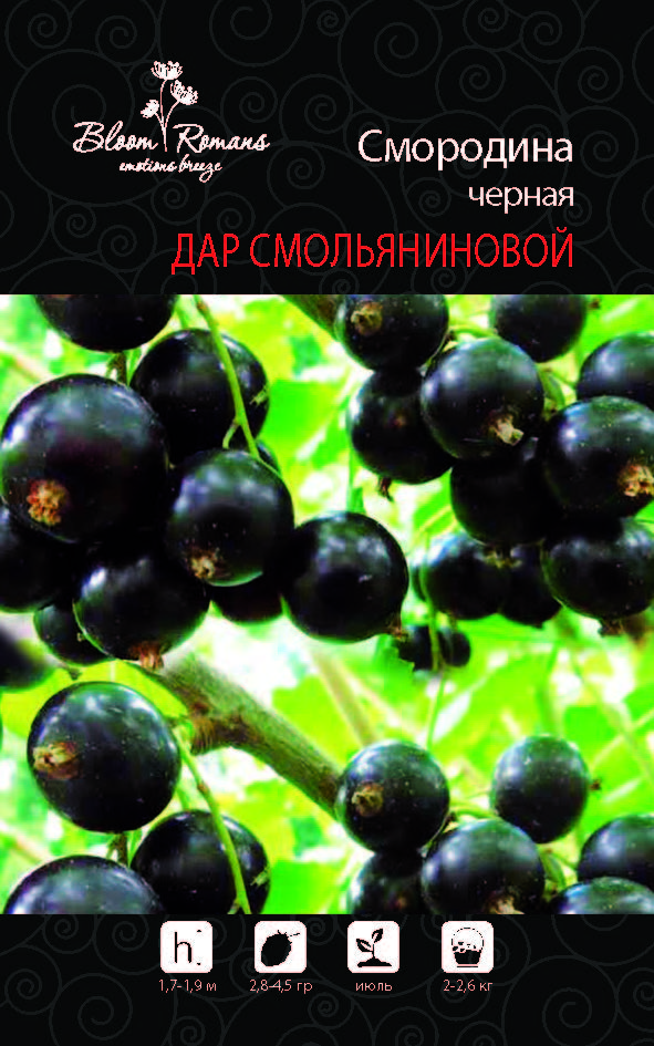 Смородина черная Дар Смольяниновой